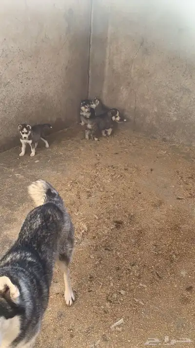 كلاب هاسكي index