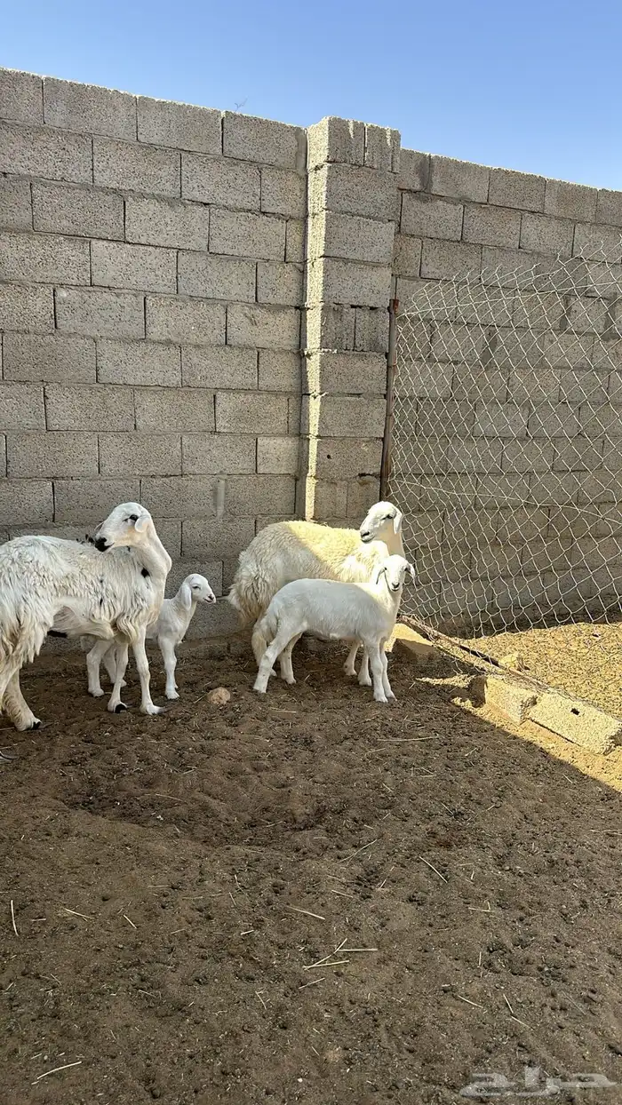 متابيع جذعات اول ولده.شرط 0