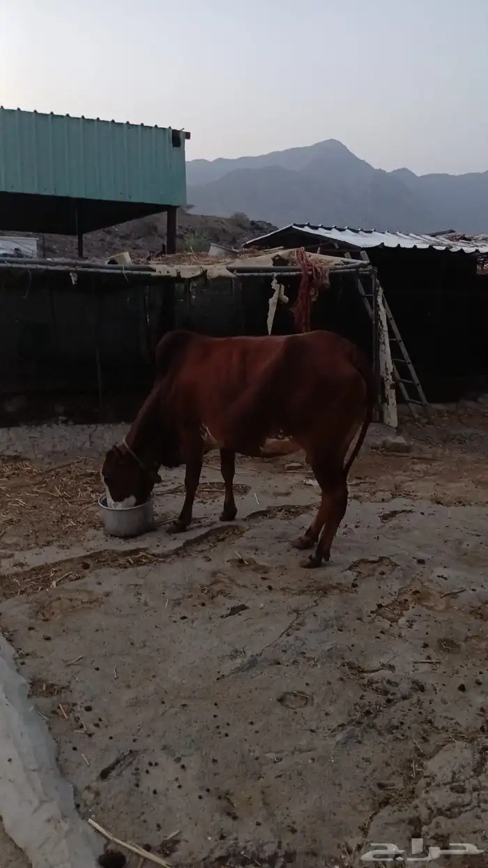 بقر وغنم للبيع 2