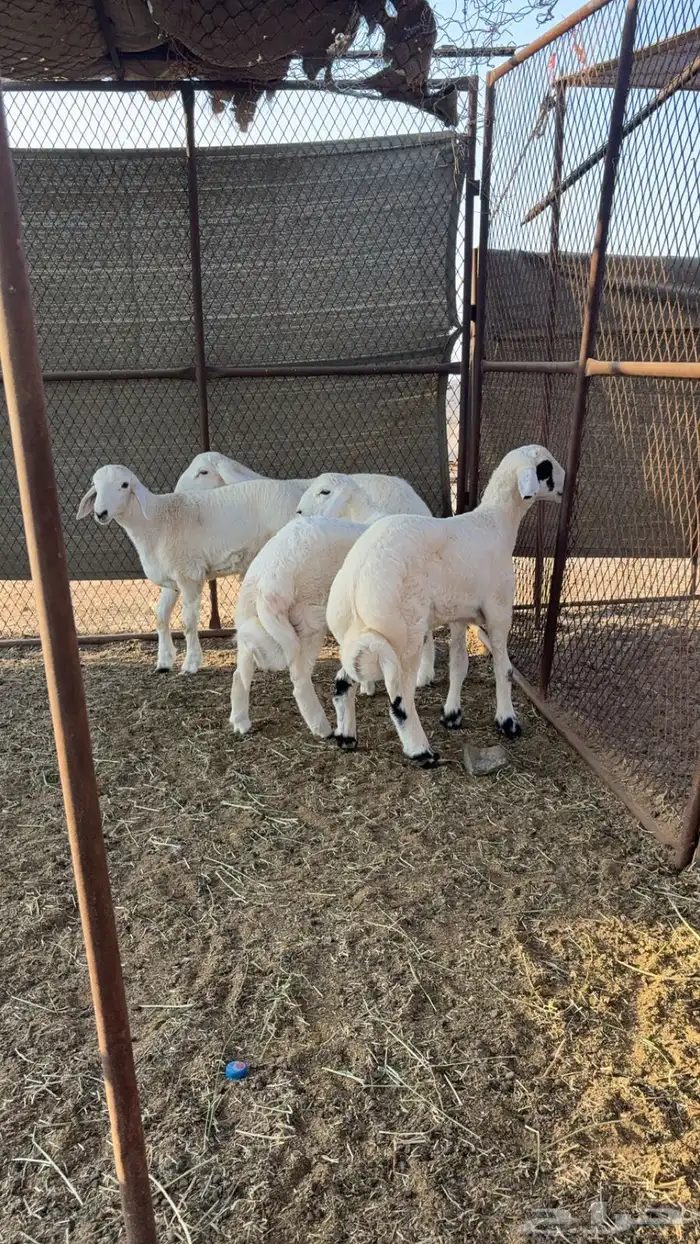 طليان طيبة 2