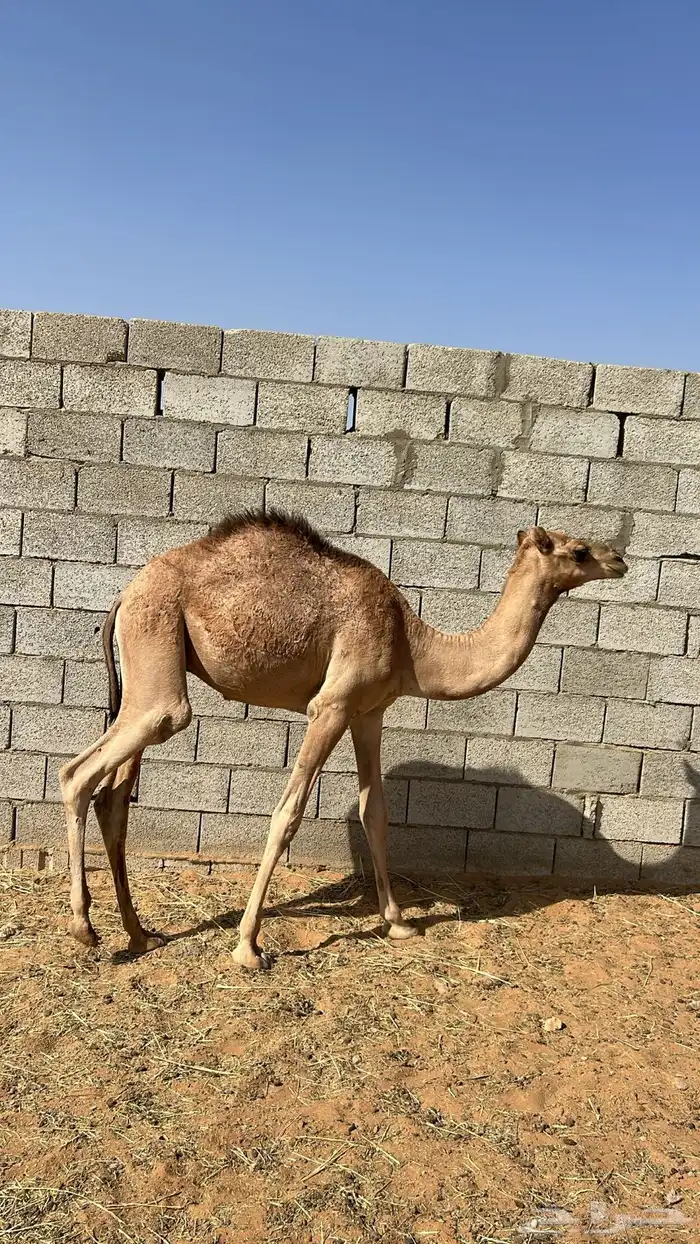 حشوان للبيع 7