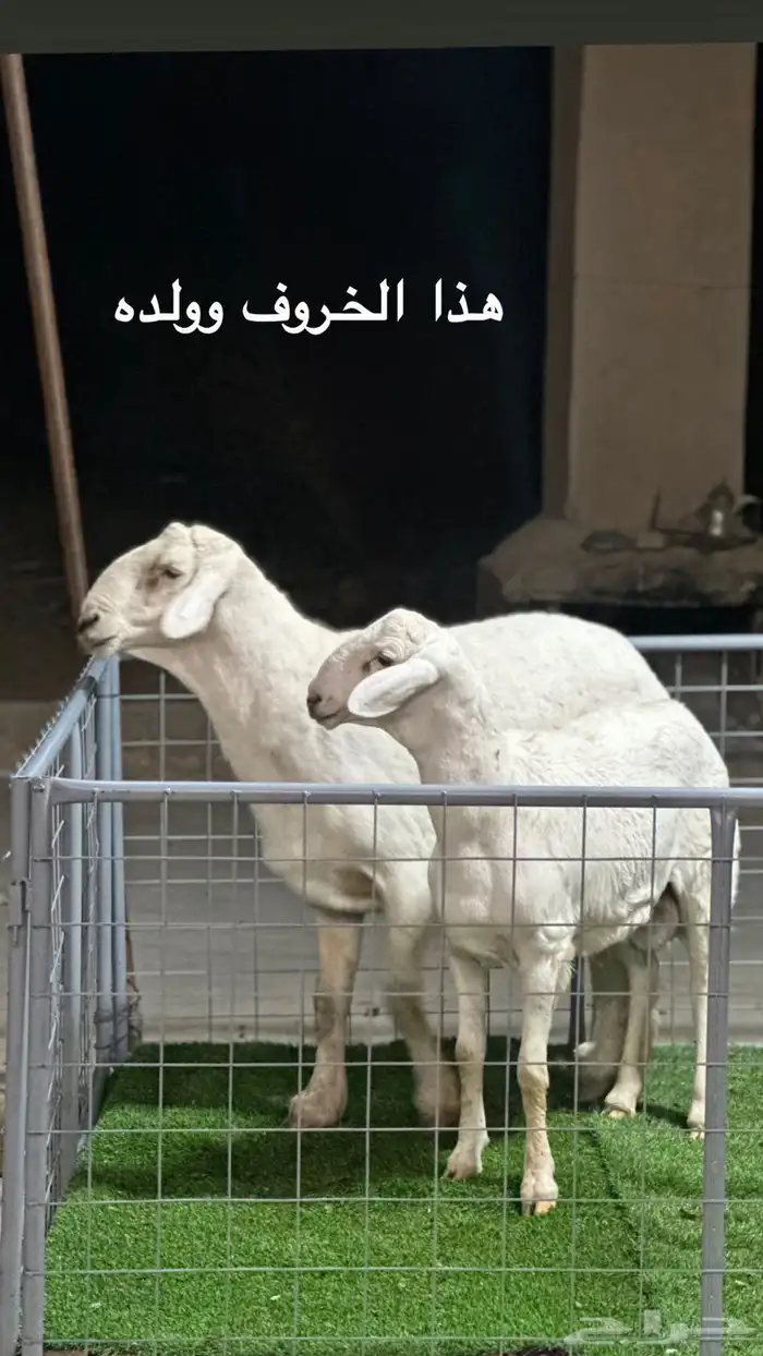 عرض الفحل ونتاجه 0