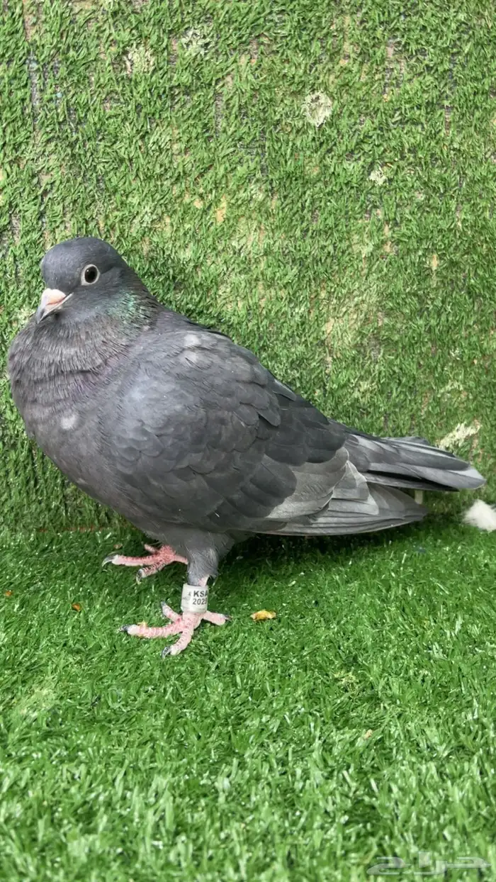 صنعاني صنعاوي 2
