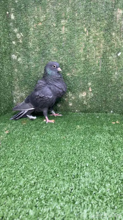 صنعاني صنعاوي index