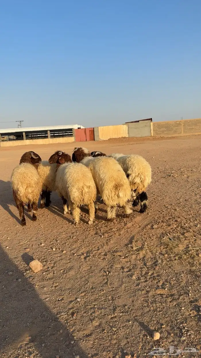 خرفان نعيمي مغلقه شحم 2