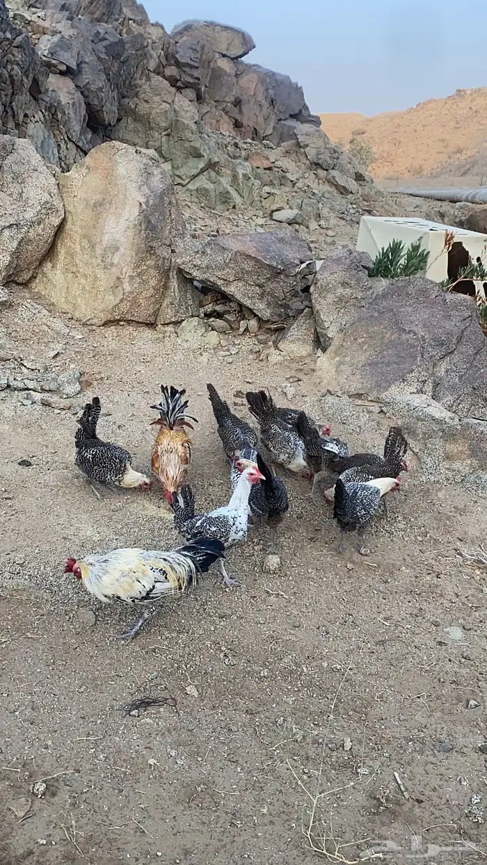 دجاج فيومي بياضي مكه 1