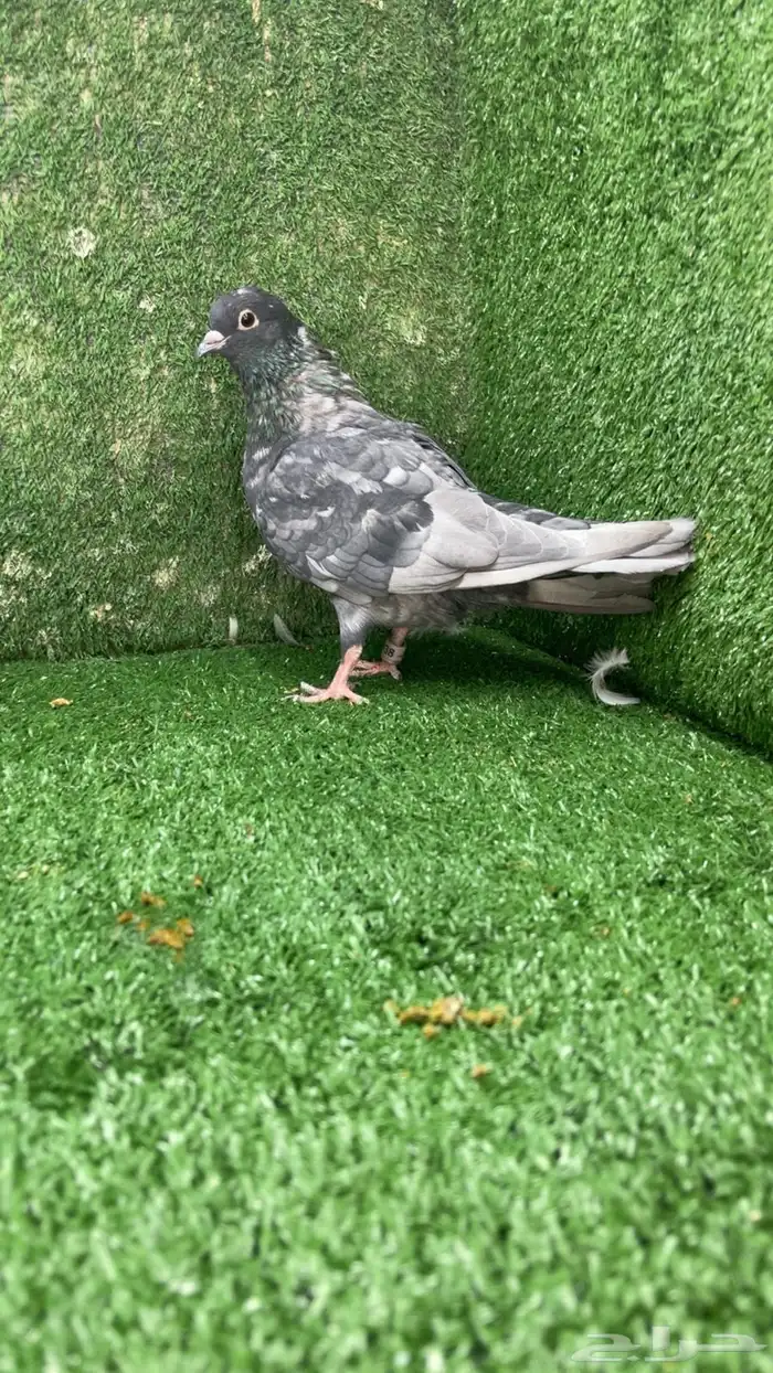 صنعاني صنعاوي 2