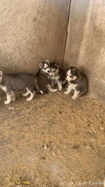 كلاب هاسكي index