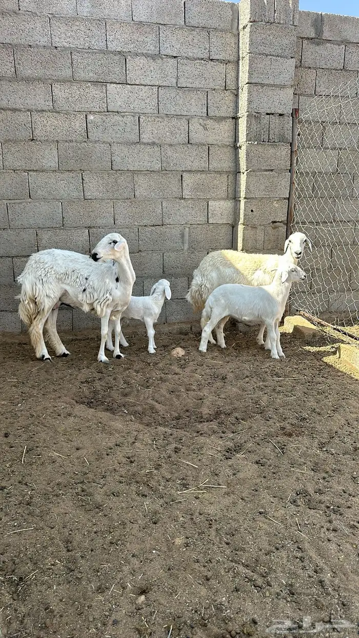 متابيع جذعات اول ولده.شرط 1