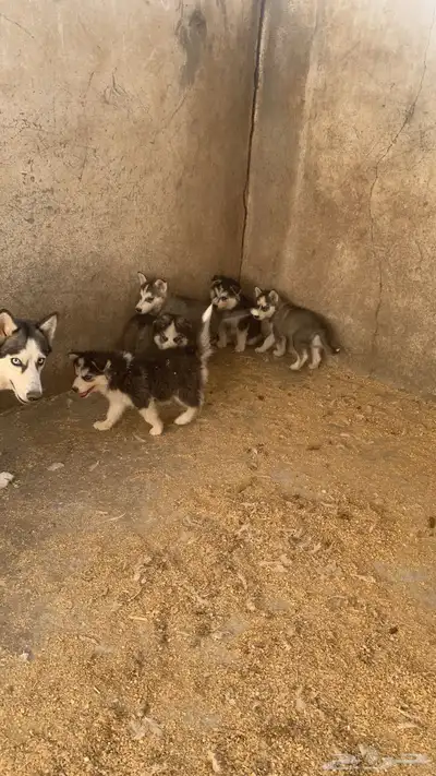 كلاب هاسكي index