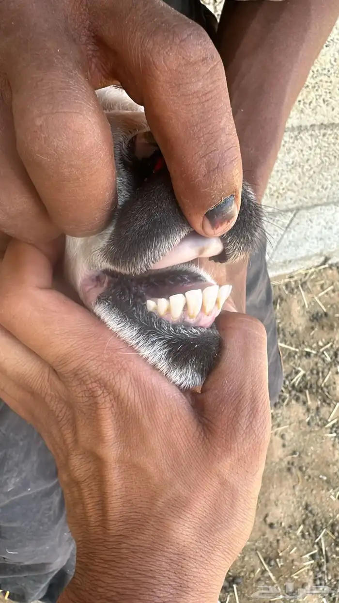 متابيع جذعات اول ولده.شرط 2