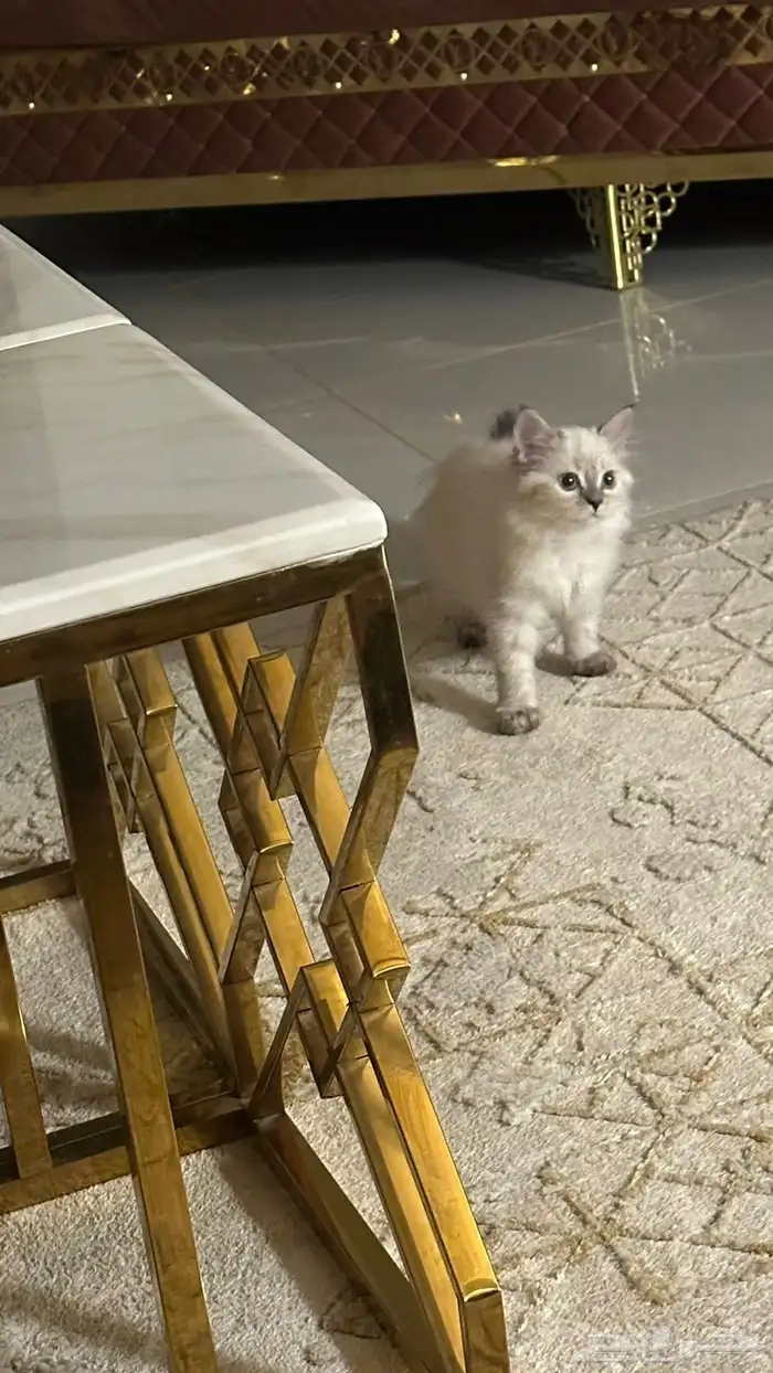 قطوه هاملايا 1