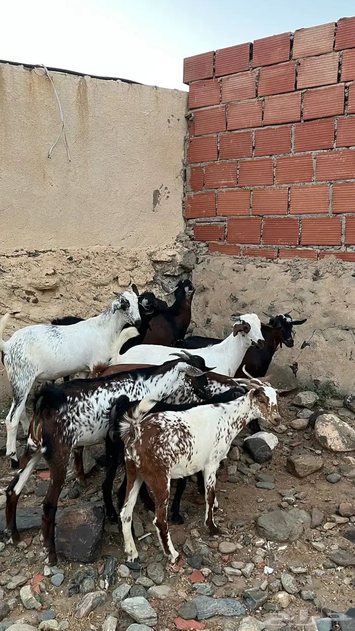 تيوس لباني سمان 1