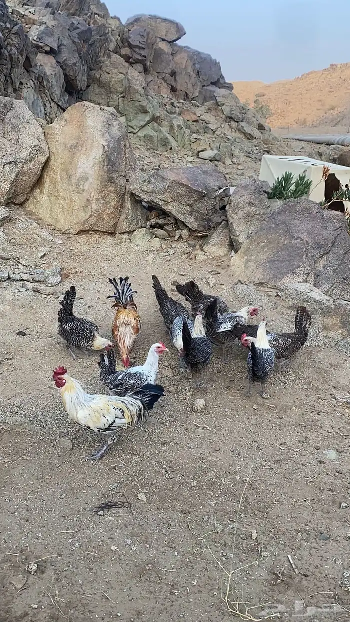 دجاج فيومي بياضي مكه 0