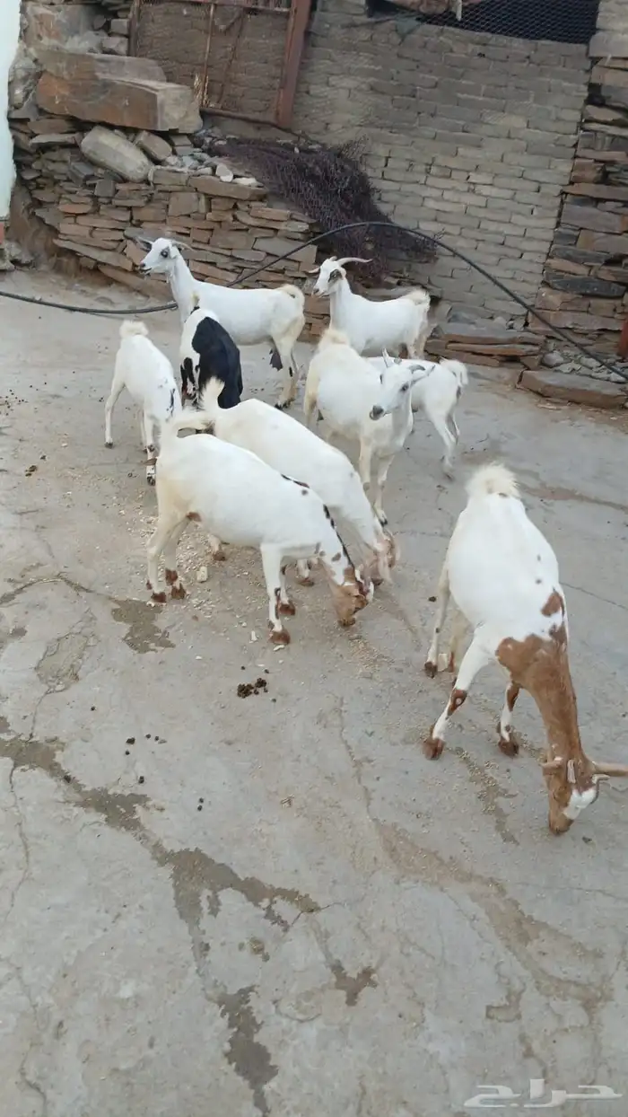 بقر وغنم للبيع 3