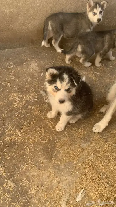 كلاب هاسكي index