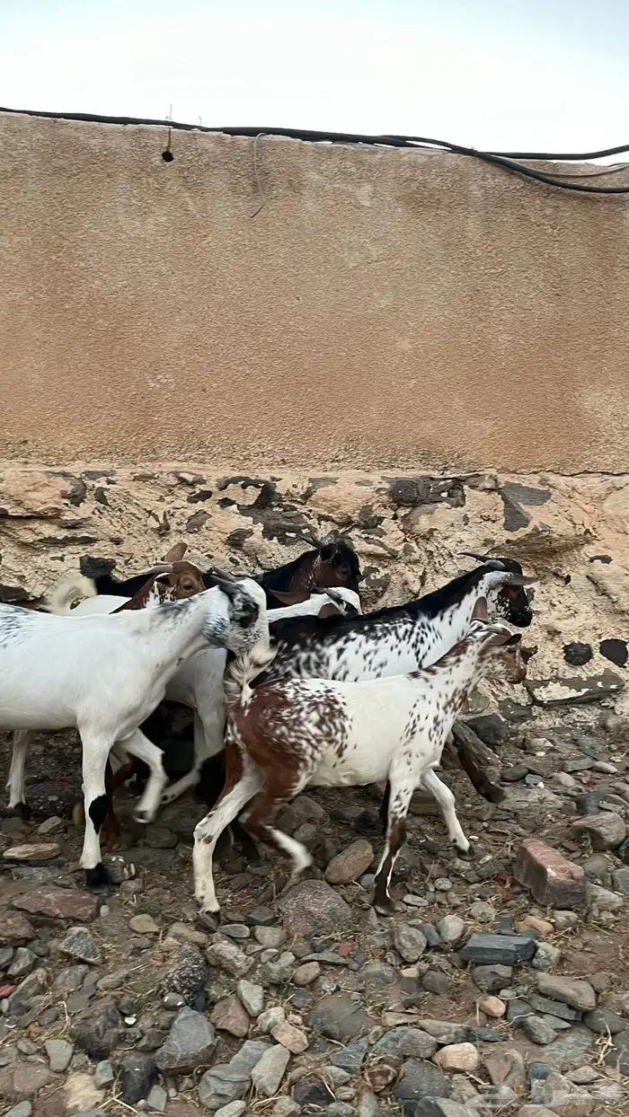 تيوس لباني سمان 2
