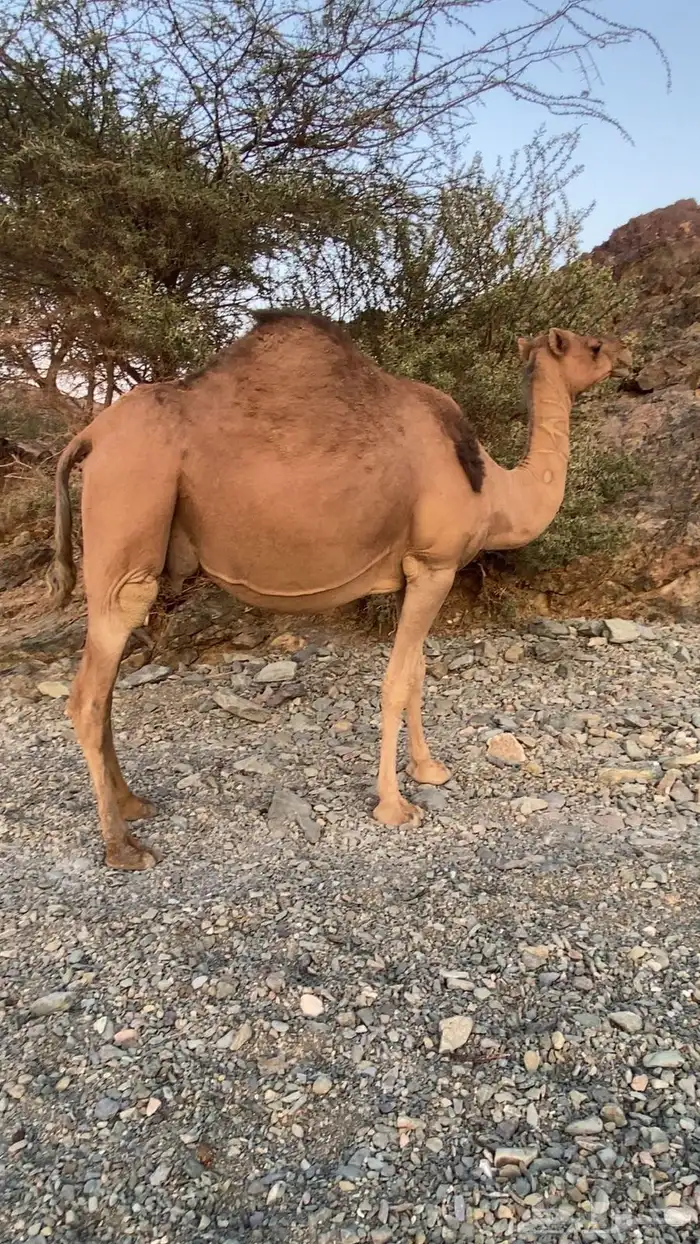 ناقه ملاقي 0