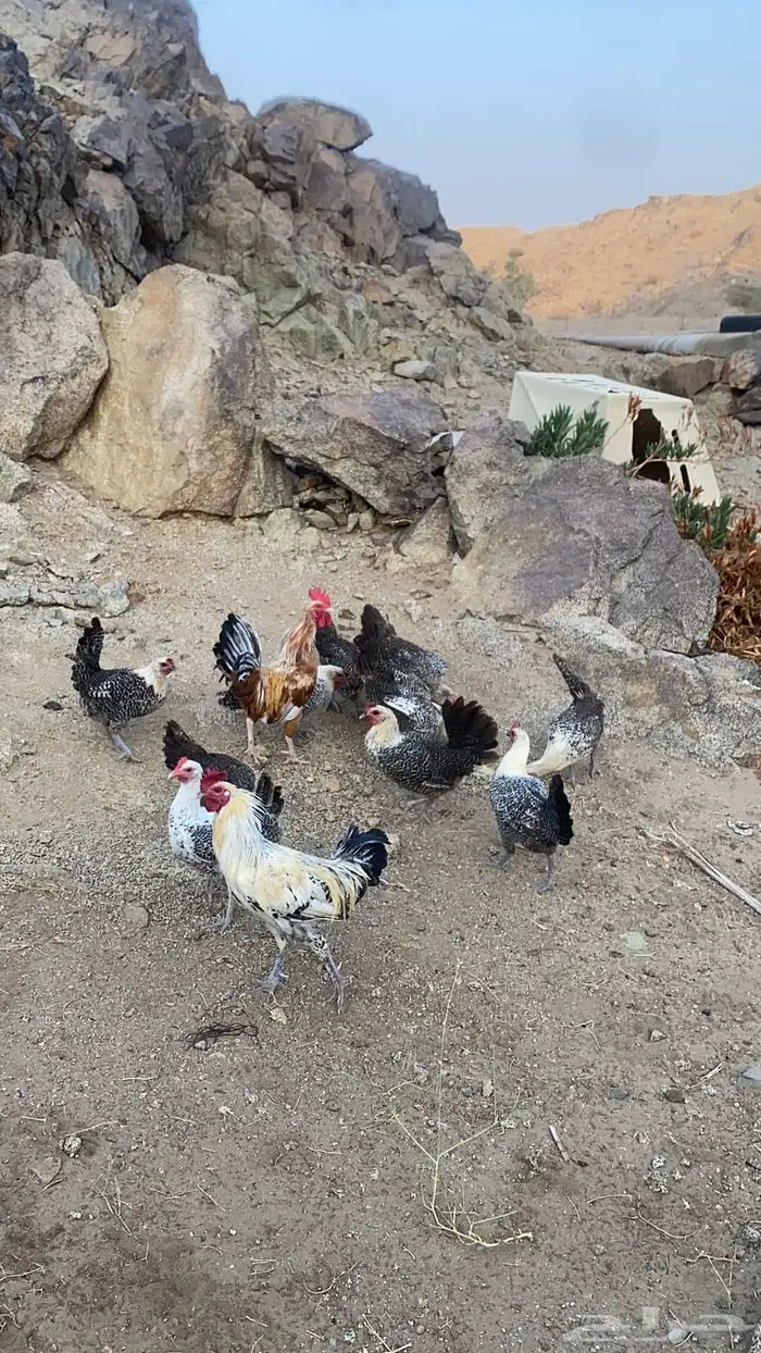 دجاج فيومي بياضي مكه 2