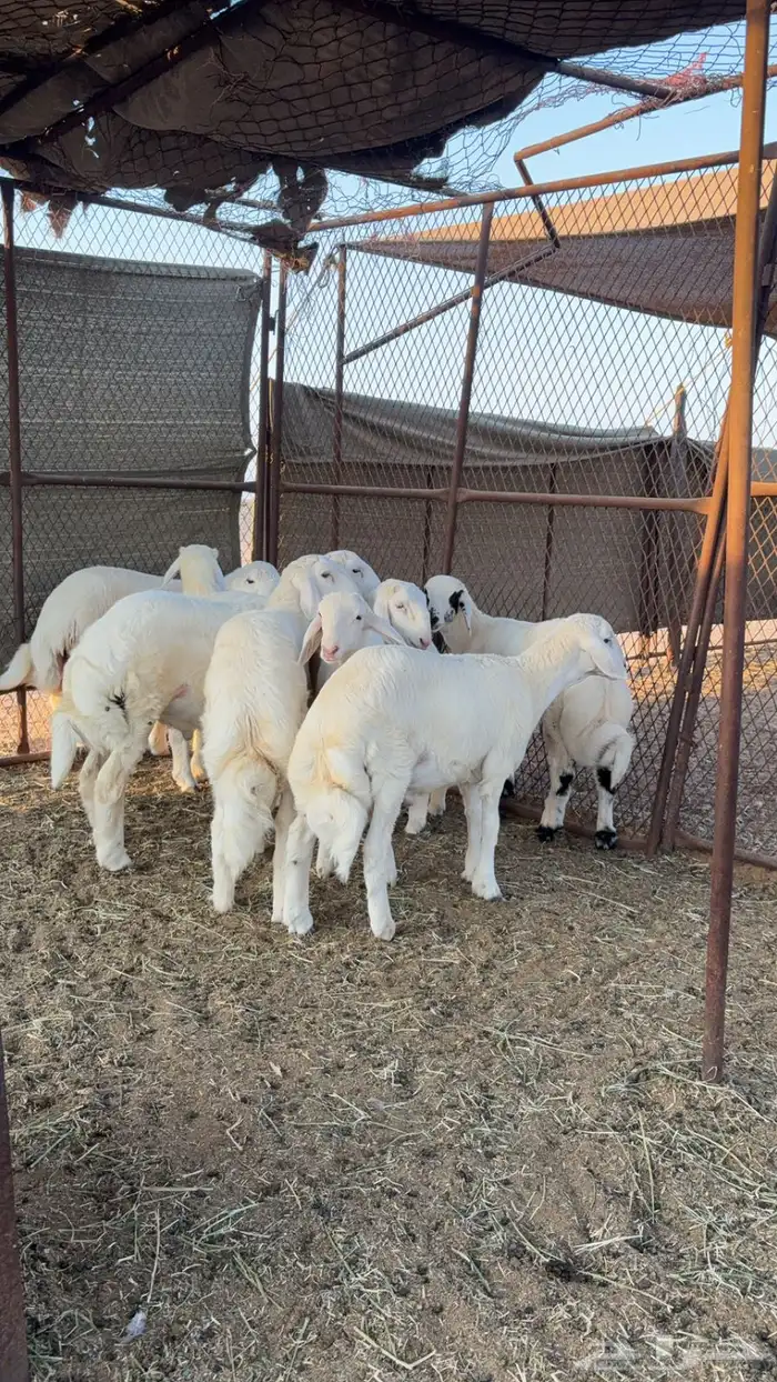طليان طيبة 1