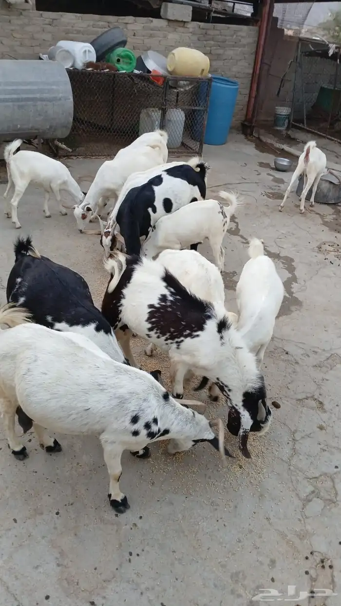 بقر وغنم للبيع 6