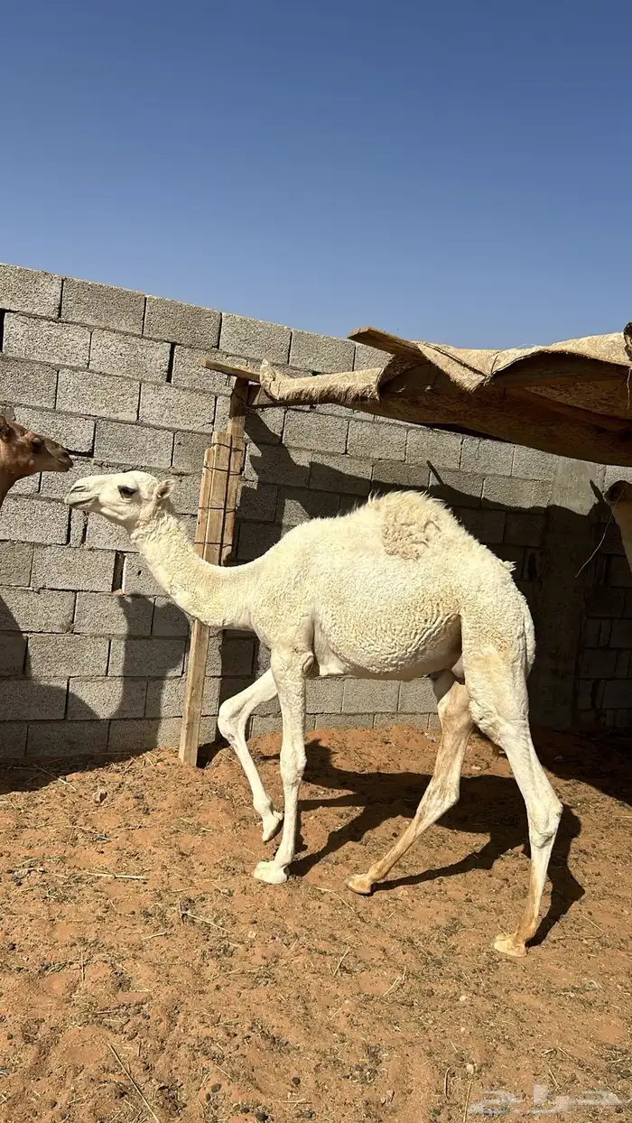 حشوان للبيع 5