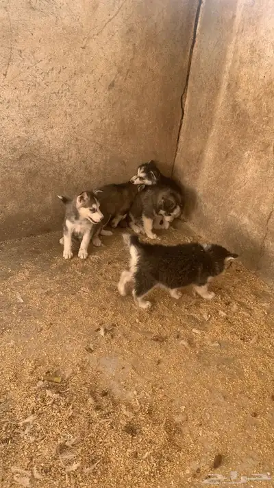 كلاب هاسكي index