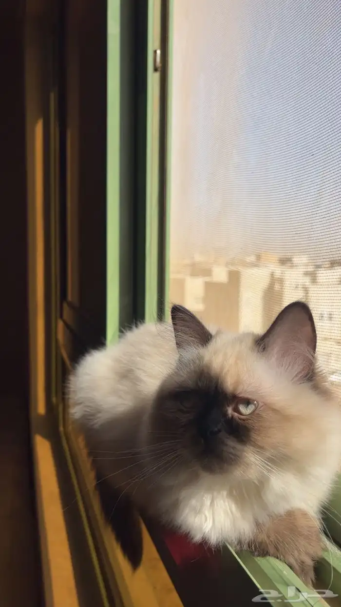 قطط صغيره 1