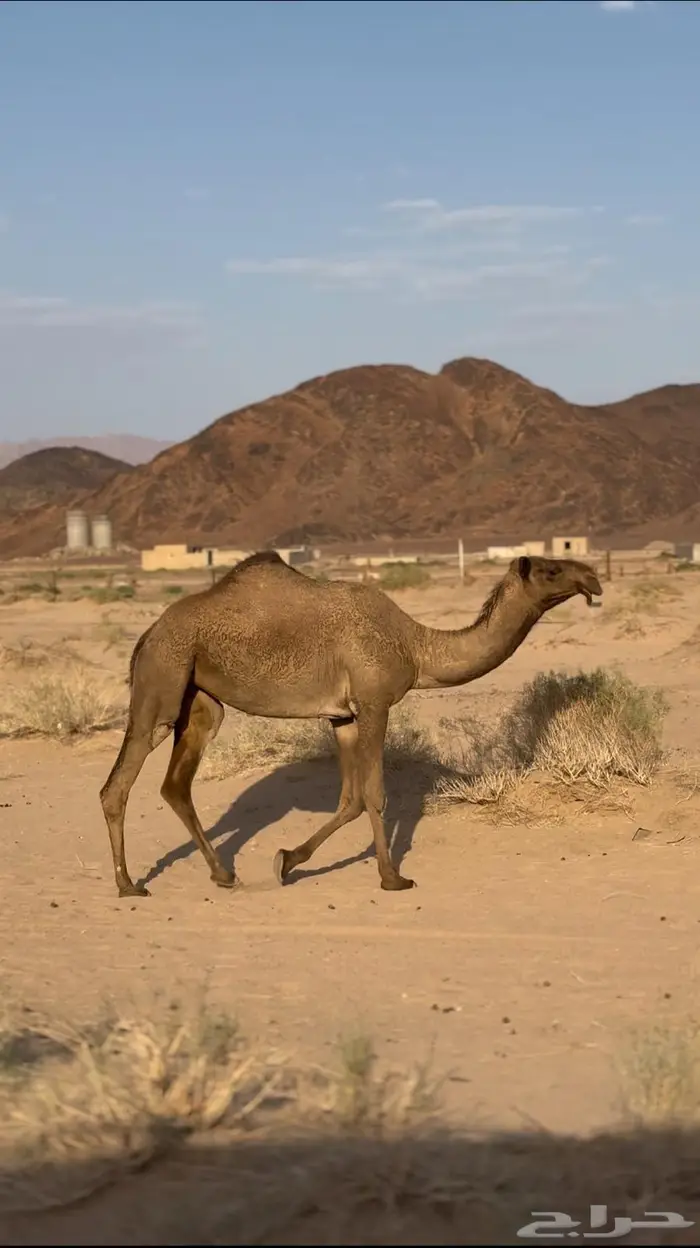 بكره صفراء كفو ساس 2