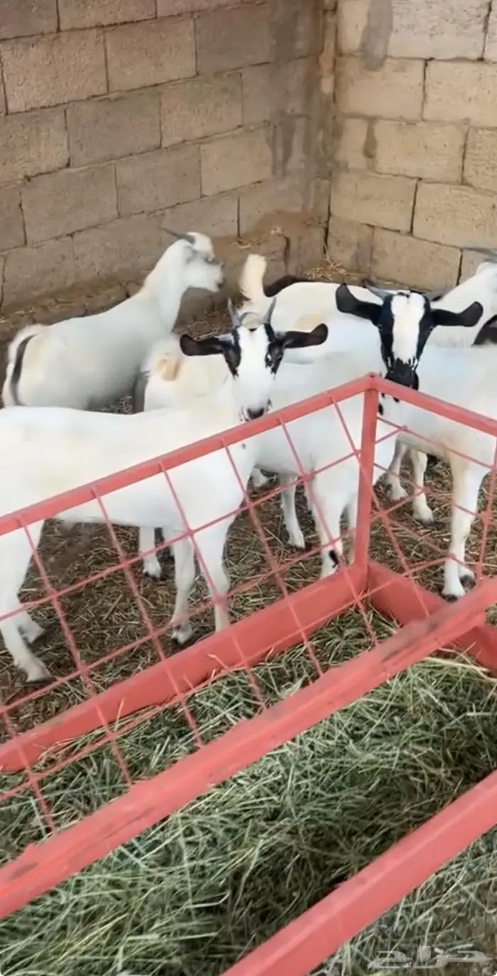 تيوس بلدية مشروطة 0