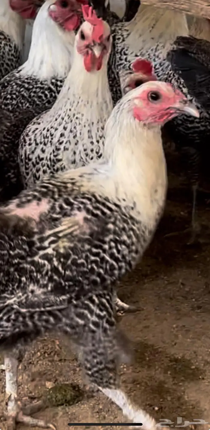 فيومي شبابي منتج الدوادمي 0