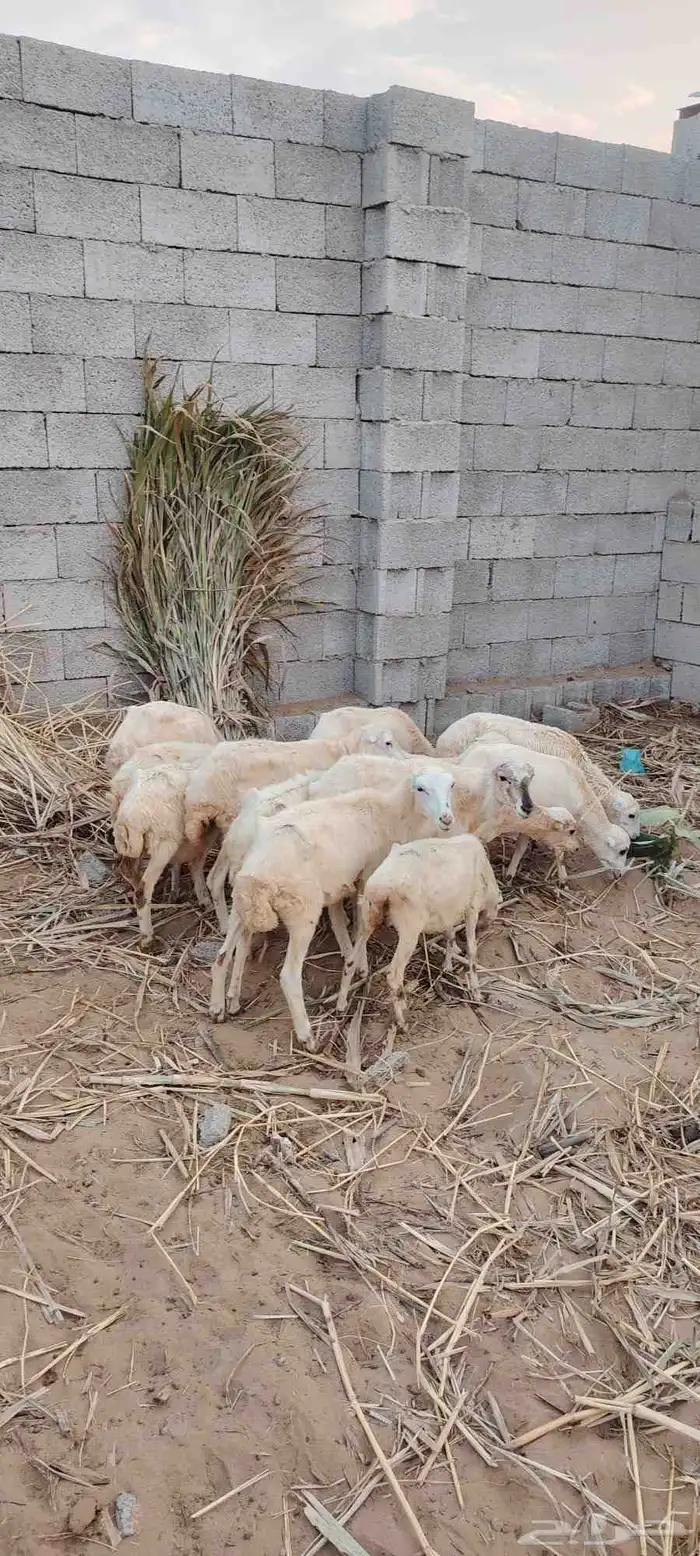 أعرض لكم رخيل تربيه العمر من 4 الي 6 شهور العدد 14 راس 1