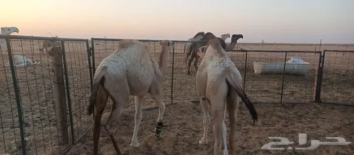 قعود وبكره 0