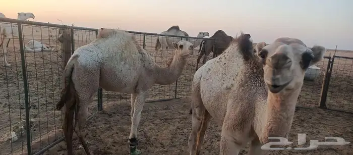 قعود وبكره 2