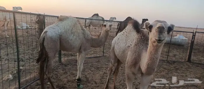 قعود وبكره 1