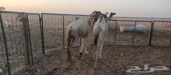 قعود وبكره 3