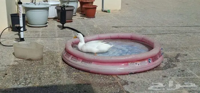 2 ducks for sale 1