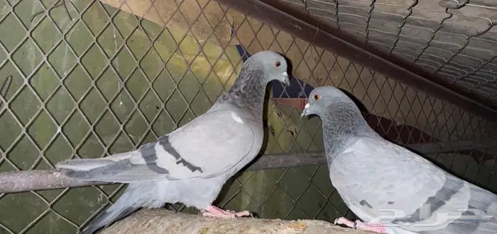 حمام بري ويسرح 0