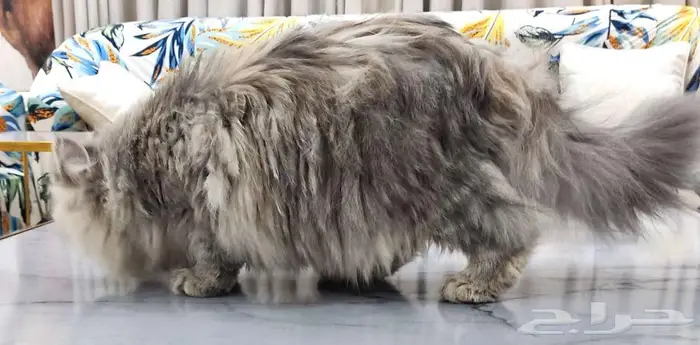 قطتين أليفات للبيع 1