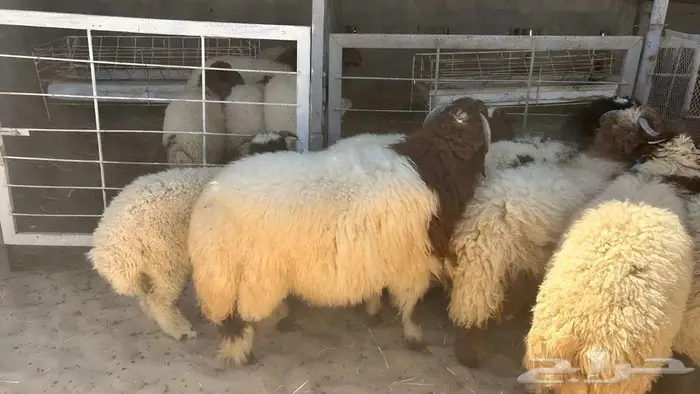 جذع النعيمي فاخر 0