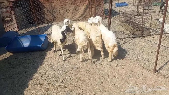 رخال للبيع. تم البيع 6