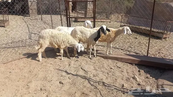 رخال للبيع. تم البيع 8