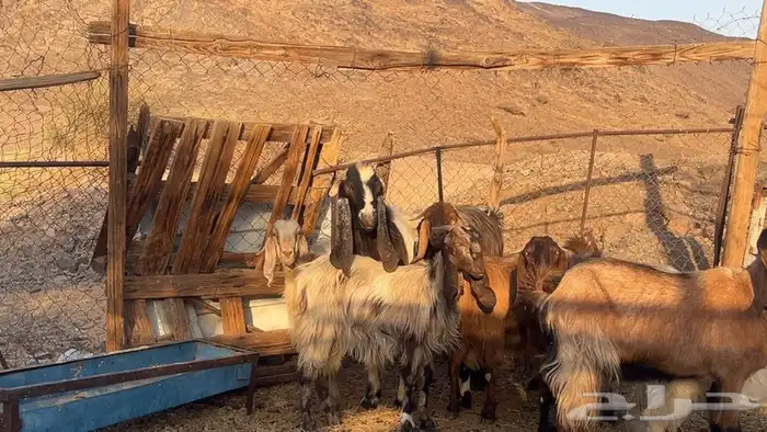 معزه مصريات صنف مضريع ودفيع طيبه 6