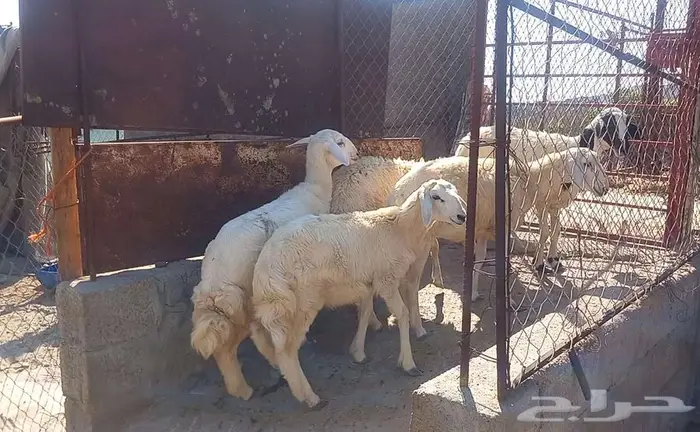 رخال للبيع. تم البيع 2