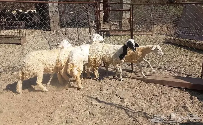 رخال للبيع. تم البيع 4