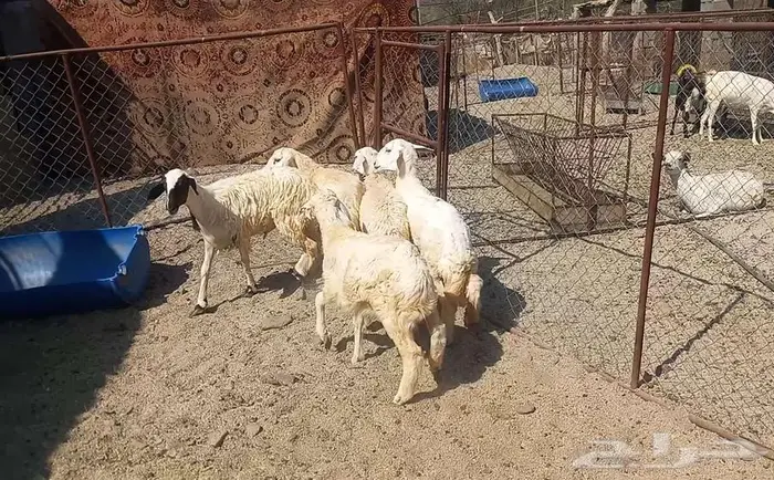 رخال للبيع. تم البيع 7