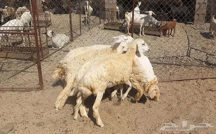 رخال للبيع. تم البيع 0