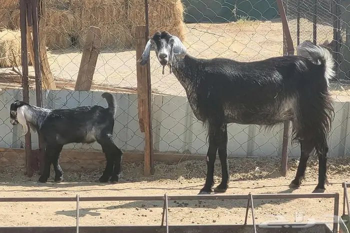 عنز والد تحتها تيس للبيع ( بيشه ) 3