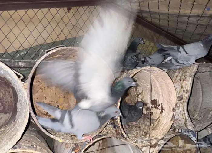 حمام بري ويسرح 1