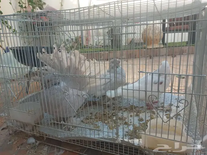 زوج رقاص منتج حريقه ماشاء الله 2